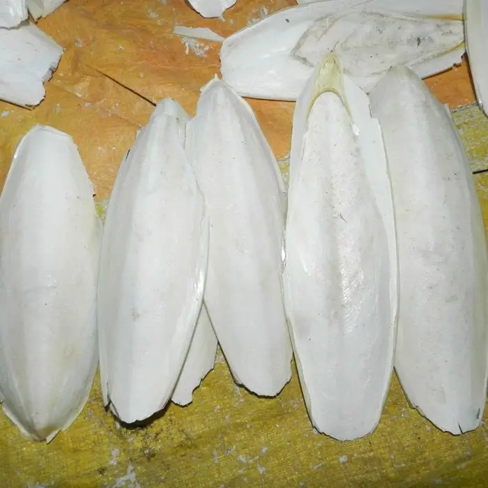 Cortlefish bone suplementos de calcio, de alta qualidade do vietnã-espinhas de lula/100% natural grau de pássaro a alimentos