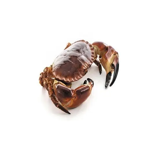 Crabes à coquillages souples gelés, crabes de boue vivants, crabes roi rouges de qualité, vente en gros