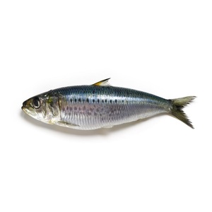דגים סרדינים קפואים טריים של סרדינים 50-70 ספירת השמורים בשמן