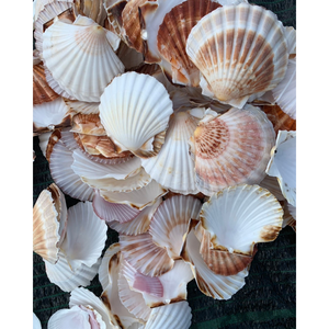 Ücretsiz gemi karışık sipariş 1 pack paket plaj deniz kabukları Mix deniz kabukları kabuk zanaat deniz kabuğu akvaryum - Product Image 1