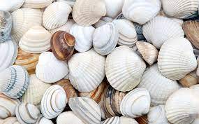 COLLECTED SEASHELLS / COASTAL HOME DECOR / DIY CRAFTING / ALL-NATURAL - Product Image 5
