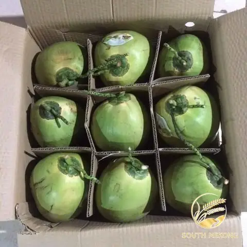 Frische junge Kokosnuss aus Vietnam OEM-Marken Günstiger Preis Gute Qualität Süße frische Kokosnuss _ WA84972678053