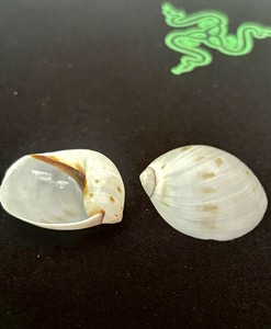Mixed Ocean Seashells Natural Empty Clean Beach <strong>Shell</strong> Raw Sea <strong>Shells</strong> Combination Box for Home Decor Crafts Making - Product Image 1