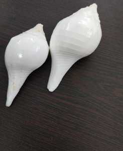 Doğal kabuklu kabukları boyutu 3 inç uygun dini ve kutsal hava etkinlikleri ve ideal satış için doğal deniz kabuğu tedarik - Product Image 4