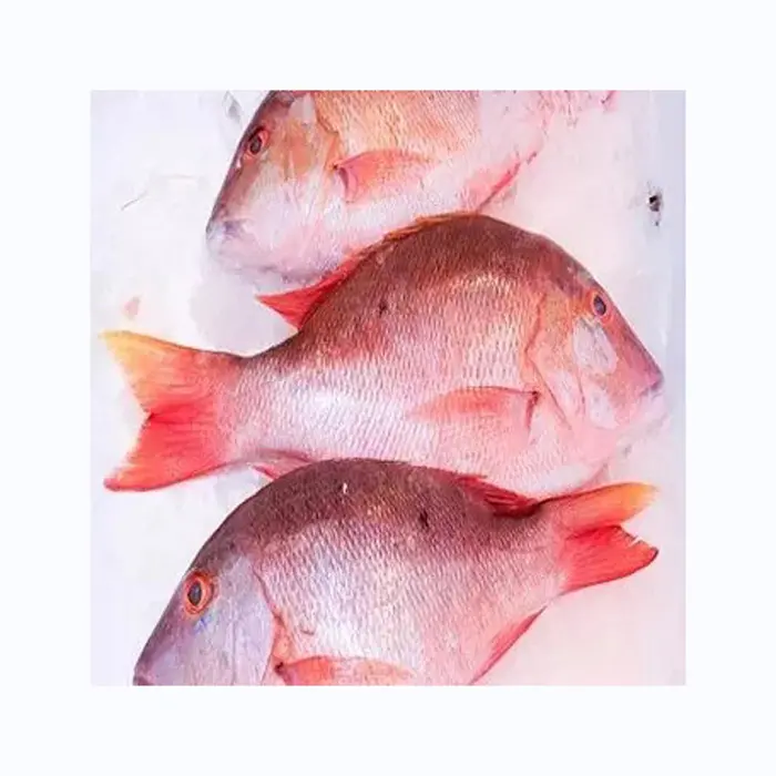 New Product Type Fish Frozen fresh red seabream fish 300-500g for seafood importers Frozen top quality Black seabream fish sea b
