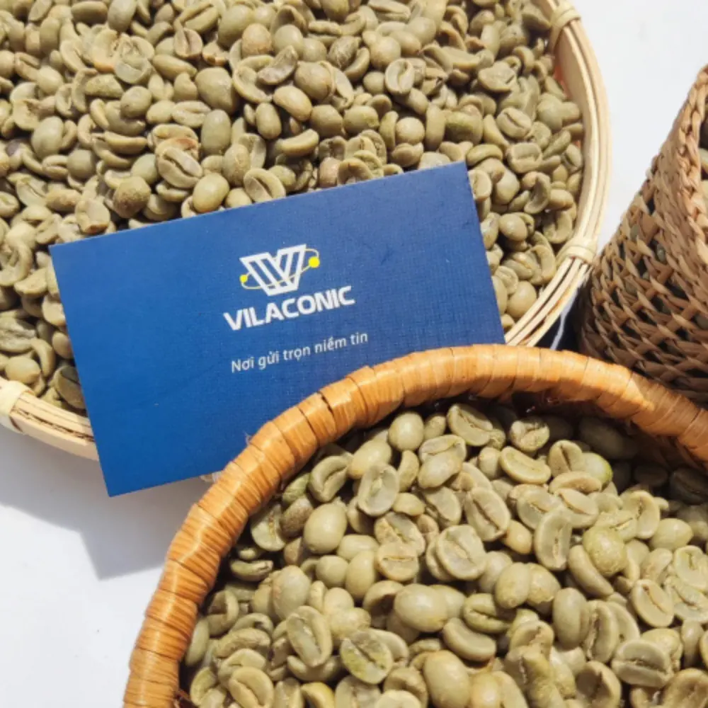 VILACONIC Vietnam ARABICA Green COFFEE BEAN-Qualité d'exportation de traitement des grains de café ARABICA-Whatsapp: + 84 912324246 (Grace)