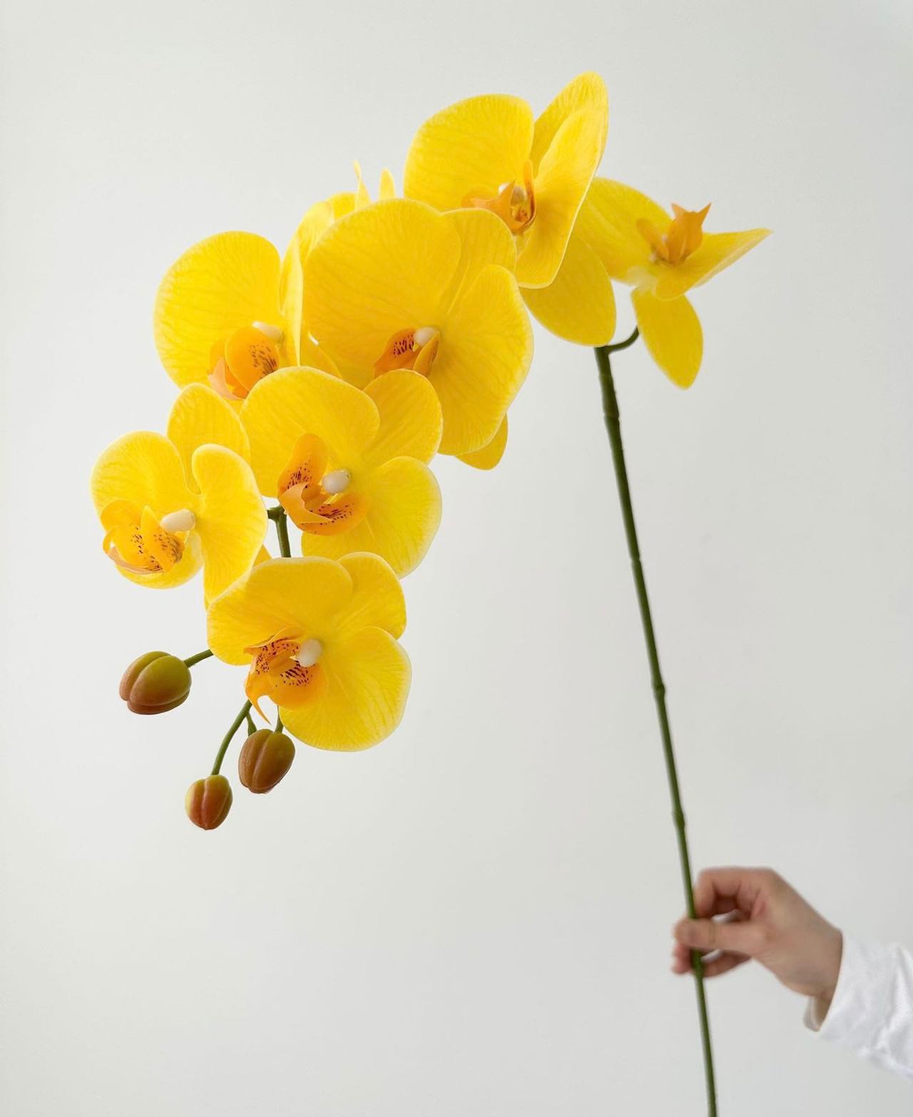 Jaune