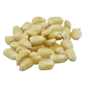 Gdo olmayan beyaz ve sarı mısır/mısır düşük fiyat - Product Image 5