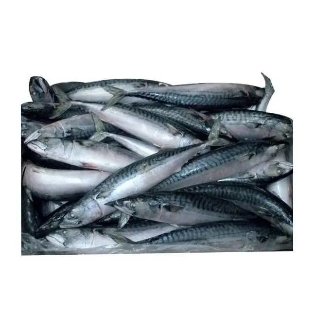 מחיר מבצע חם של דג מקרל שלם קפוא למכירה