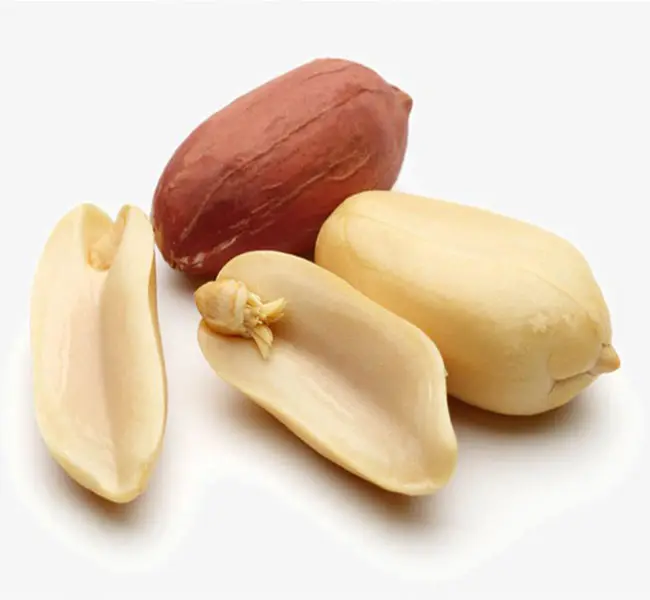 Porcas nutritivas Amendoim Alemanha Origem Kernels amendoim tipo cru Amendoim Top Grade para comer/cozinhar/petiscar/espremer