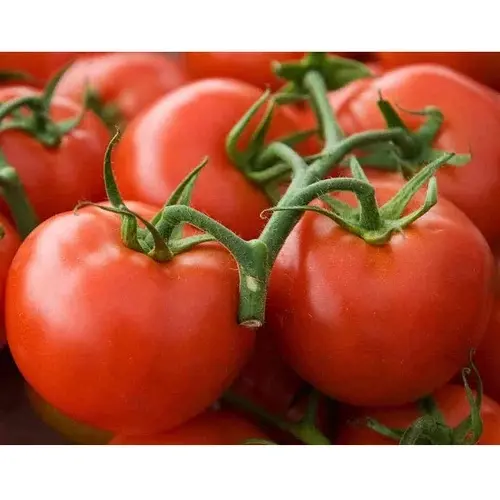 Skintomatoate rosse lisce pelle rossa naturale di buona qualità prezzo ragionevole pomodoro fresco pomodoro ciliegino pomodoro prugna fresco