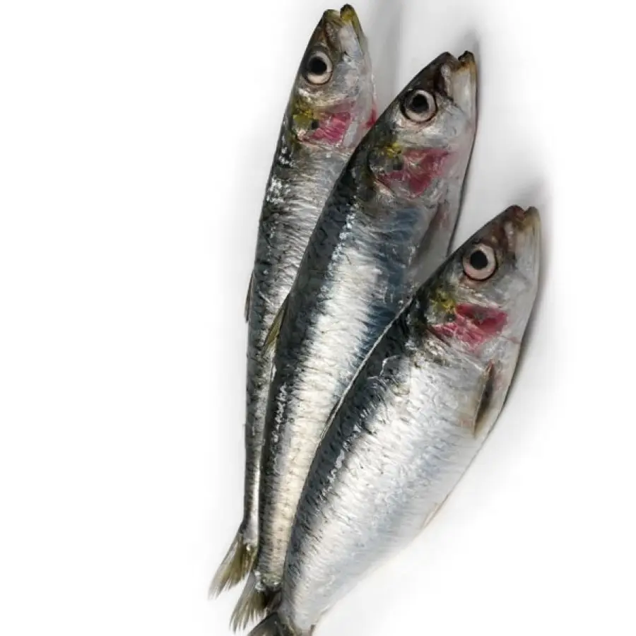 High Quality Frozen Fish Sardines for Bait