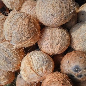 VIETNAM halb geschälte Kokosnuss hat eine dunkelbraune Farbe und ist eine tropische Frucht, die Mineralien für den Körper 2024 liefert