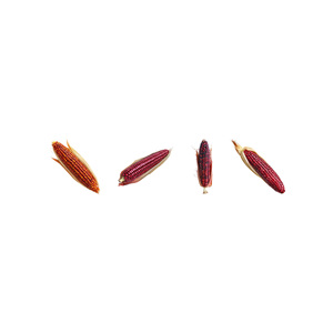Red corn in stock for international shipment and trade orders - Product Image 1