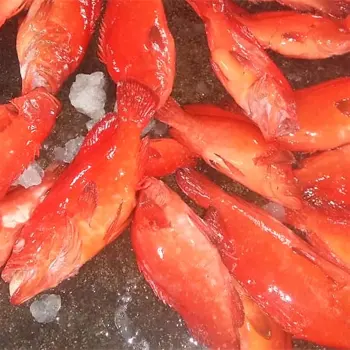 좋은 품질 맛있는 발견 Grouper 물고기 인도네시아 판매 냉동 블록 대량 스타일