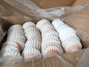ホタテ貝殻-2022年輸出のための高品質、美しい形と安い価格 - Product Image 4