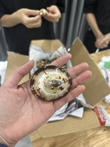 Doğal cilalı Limpet kabuk satış en iyi fiyat Vietnam çeşitli şekil ve boyut özelleştirilmiş paket özel etiket - Product Image 2