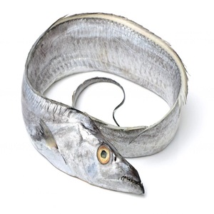Fresh Dried Cooked Ribbon <strong>Fish</strong> and Indian Mackerel Exports to China Korea Taiwan in Bulk Boxes and Bags Leading Exporters - Product Image 4