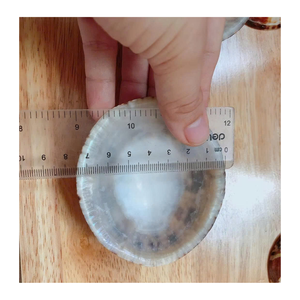 เปลือกของตกแต่งชายฝั่งจาก99ข้อมูลทองคำเวียดนามใช้ในงานศิลปะทำด้วยมือและโครงการเปลือกหอยพร้อมเปลือก - Product Image 3