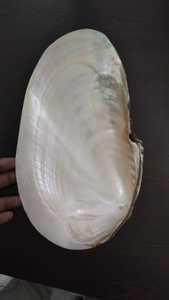 Natürliche polierte Fluss muschel schalen, die für den Wiederverkauf von Muschel geschäften und Lieferanten von Muscheln geeignet sind. Ideal für den Wiederverkauf - Product Image 3