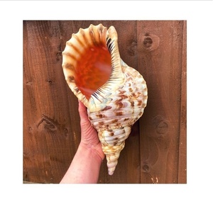 Vietnam tedarikçiden ihracat için deniz kabuğu/trompet Triton kabuk/Triton kabuklu deniz hayvanı kabuğu dekorasyon - Product Image 1