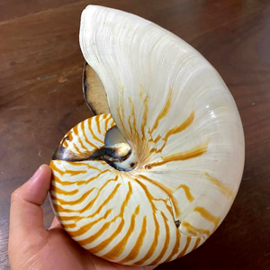 Chambered Nautilus Shell装飾シェルベトナム製エレガントなスパイラルシーシェル高級装飾貝殻 - Product Image 1