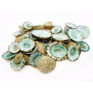 Limpet เปลือกหอยสีเขียวธรรมชาติเปลือกหอยสั้นเปลือกทะเลดิบที่เก็บเกี่ยวจากเวียดนามปริมาณมาก - Product Image 1