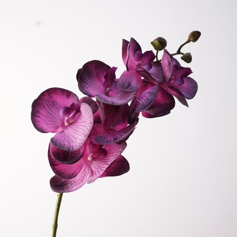 viola scuro