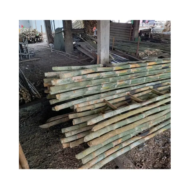 Vente en gros de cannes de bambou 100% matières premières naturelles à exporter pour la vente de bâton de bambou droit disponible en grandes quantités