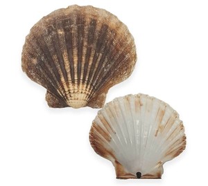 天然スカロップシェル/海のプレゼンテーション/装飾用 - Product Image 1