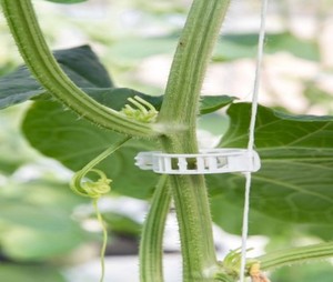 Factory Producing Single-span Agricultural Greenhouse Wire and Twine for Tying and <strong>Netting</strong> Made in Vietnam - Product Image 5