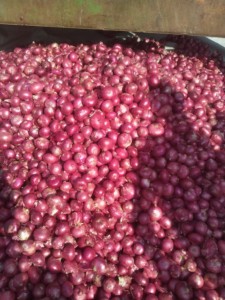Wholesale Bulk Stock Fresh Red Onion Ton Price New Season Red Onion 5-7cm / Fresh Onion Import Export - Product Image 3