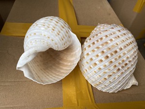 SAUBERE UND POLIERTE SNAIL-Muscheln-GROSSE Muschel muschel Muschel schalen Natürliche Muschel aus Vietnam - Product Image 6