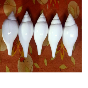 Özel yapılmış çok güzel ve çekici mini kabuklu deniz kabukları deniz kabuğu tedarik mağazaları için ideal satış için uygun - Product Image 1
