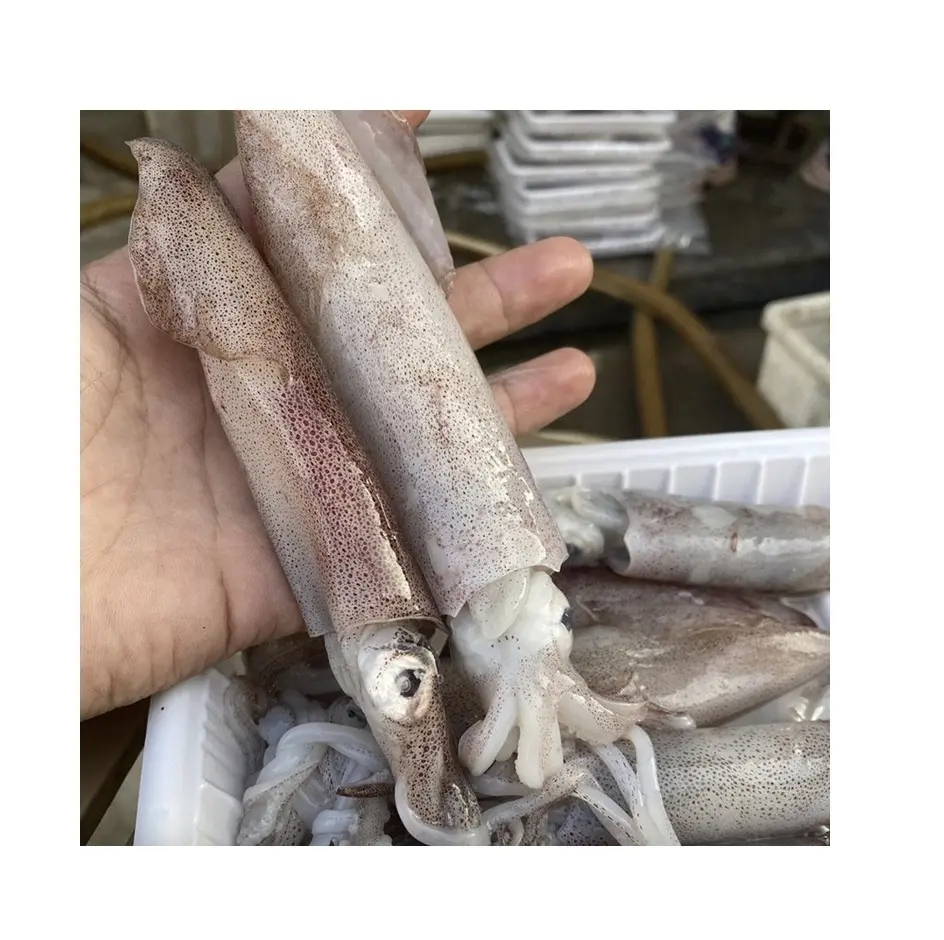 Proveedor Mayorista De Stock A Granel De Mariscos Congelados Todo Loligo Calamar Envío Rápido