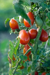Extra Fine Crushed Tomatoes in Bags 10kg Giuseppe Verdi Selection Vegetables Pulp Made Italy - Product Image 3