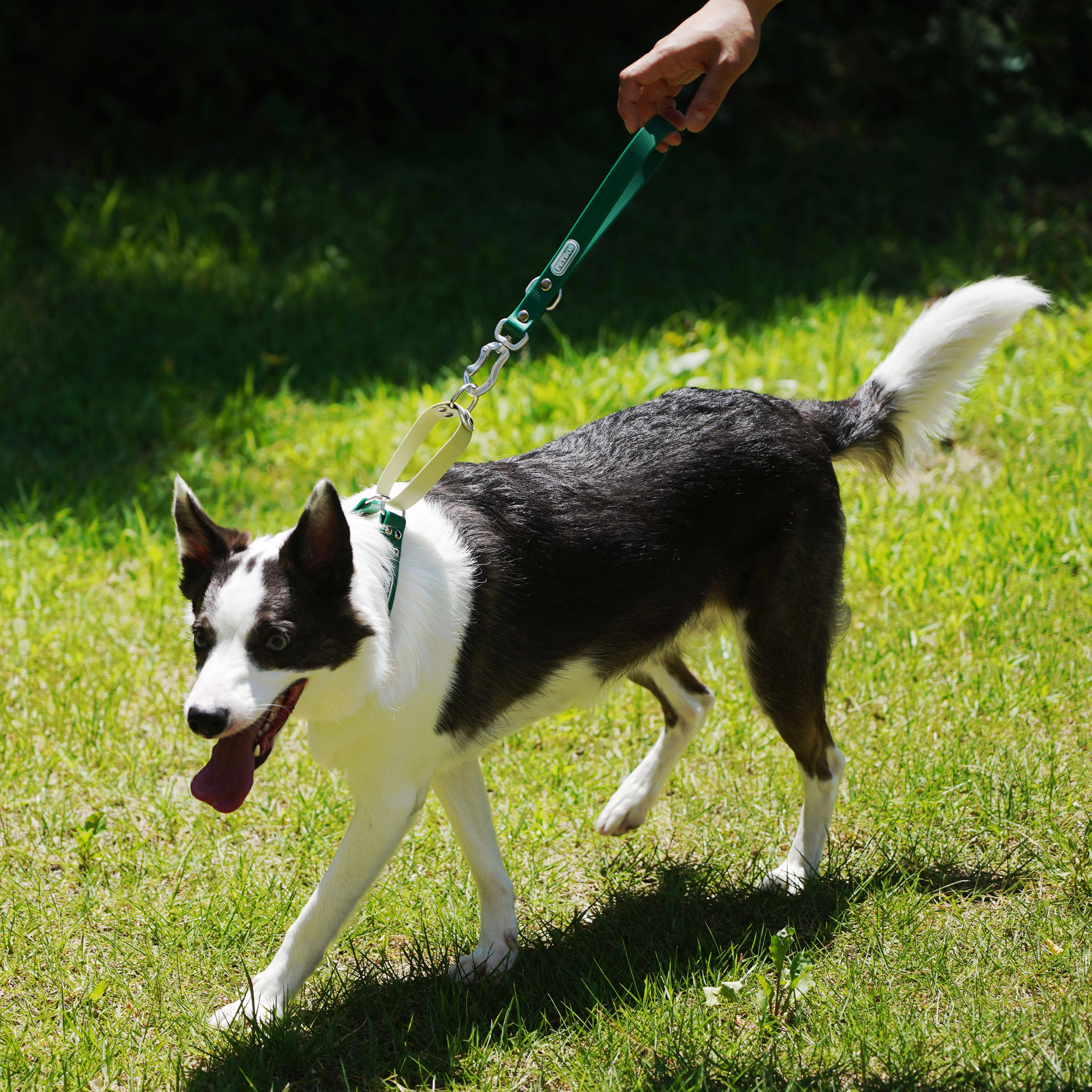 สีเขียว