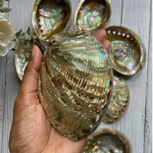 Hindistan'dan toptan ve doğrudan fabrika fiyatında takı yapımı için Abalone kabukları salyangoz kabuğu karıştırın - Product Image 4