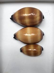 Toptan güzel okyanus kabukları sarı siyah cowrie kabuk toplu miktar cowrie seashell kaplan cowrie kabukları sanat zanaat için - Product Image 6