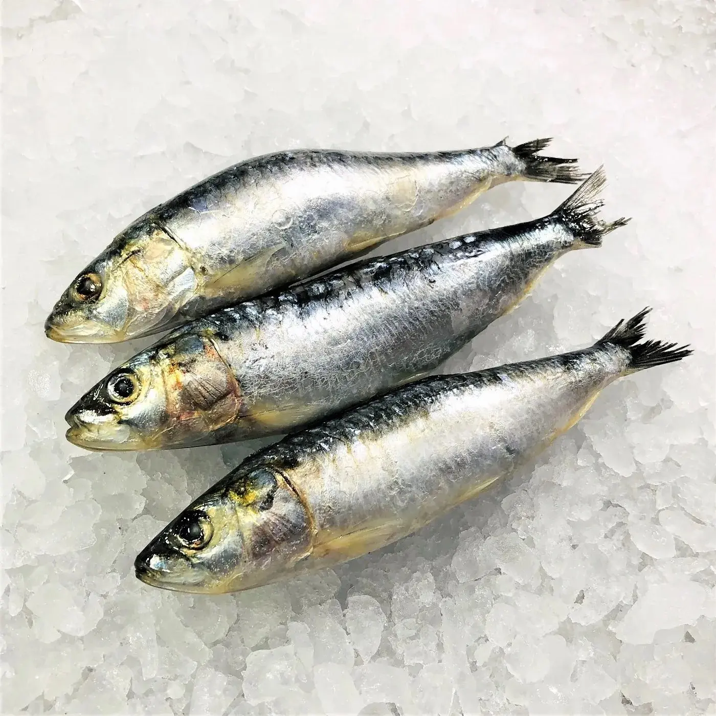 Оптовая Продажа Лучшее качество Чистая Свежая замороженная рыба сардины для продажи по лучшей цене