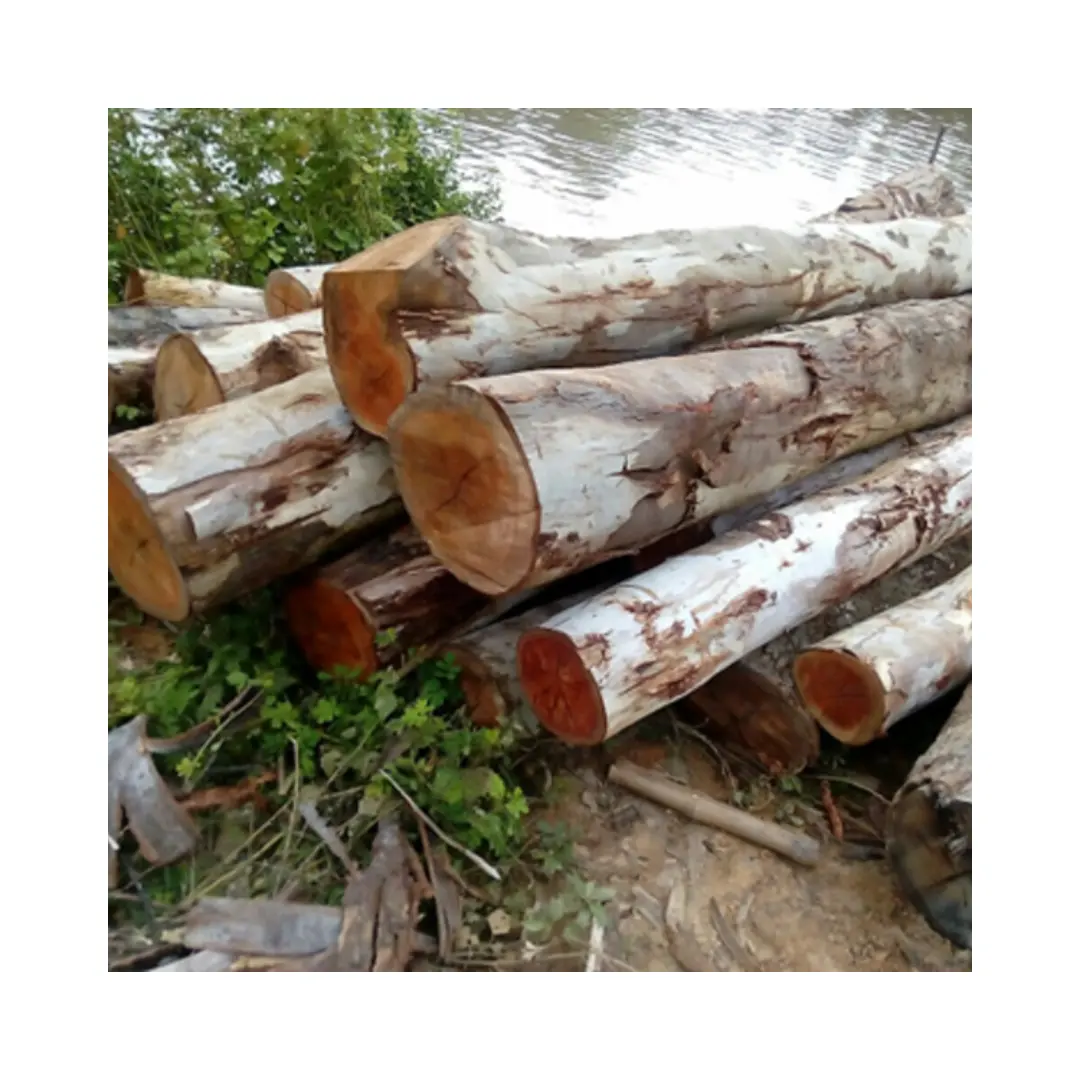 도매상을위한 좋은 가격에 Vigifarm의 천연 원목 통나무 천연 유칼립투스 나무 원형 및 사각형 모양