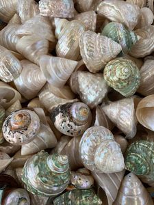 Zanaat lüks süs dekorasyon dekoratif kabuk Seashell Beachside büyük ev dekor hediye aksesuarları el yapımı vietnam'da yapılan