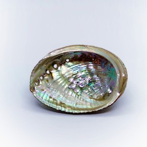 Großhandel Massen menge Paua Muschel stücke Abalone Muschel grün blau Muscheln wettbewerbs fähigen Preis Abalones - Product Image 1