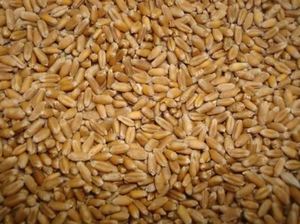 Organic Hard Red Winter <strong>Wheat</strong> in <strong>Bulk</strong> Incredible Savings on Dried Food Style Buy Now for Best <strong>Prices</strong> and Stock up for Less - Product Image 3