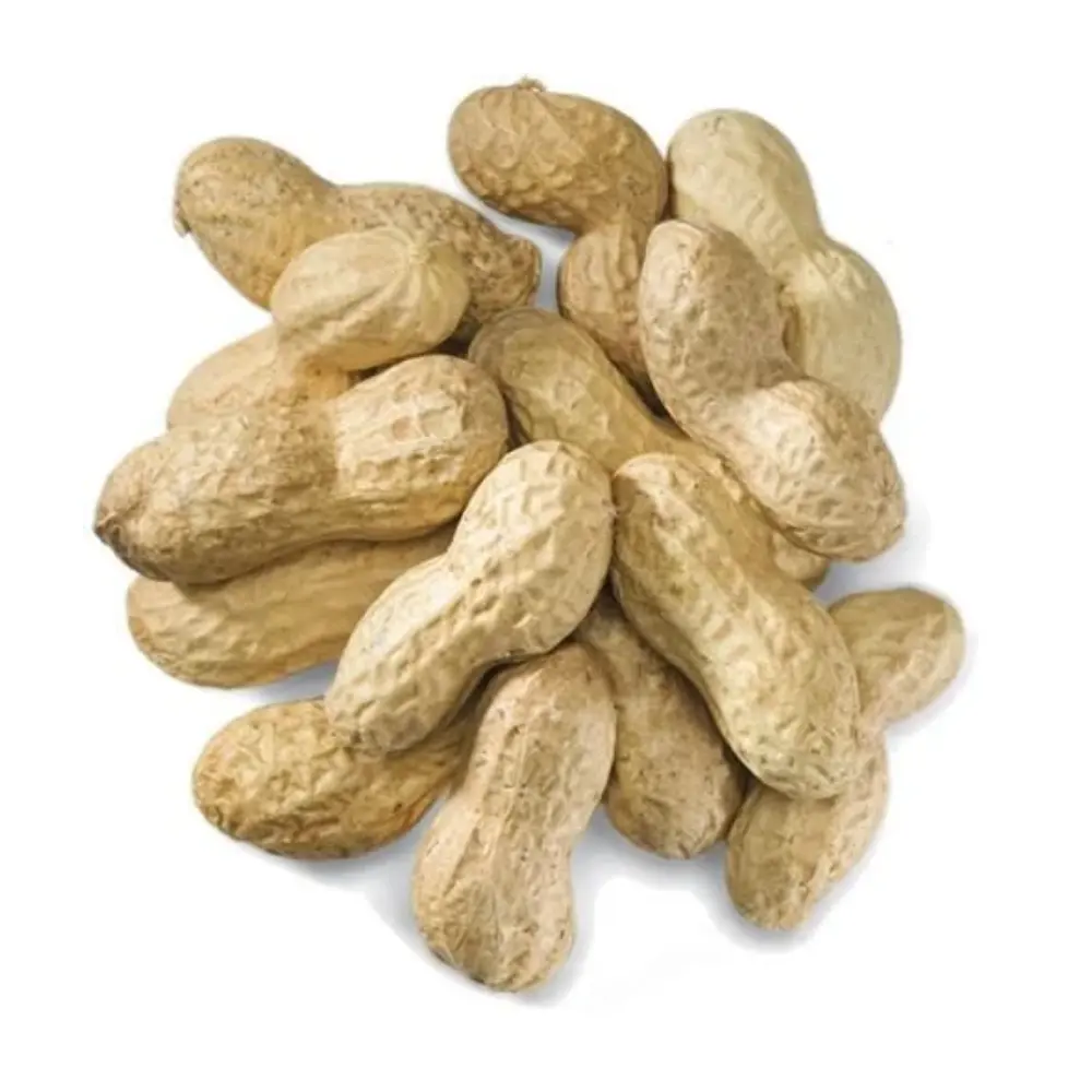 Indian Origin Raw Shelled Peanuts Wholesale Price Indian Origin Raw Groundnut Inshell Sortex Quality Peanut