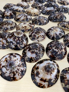 Oval Polished Limpet <strong>Shells</strong> From 99 GOLD DATA for France <strong>Market</strong> - Product Image 5