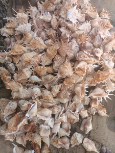 Conchiglie di mare naturali di dimensioni 4 pollici ideale per l'uso da parte di negozi di conchiglie e adatto per l'uso da parte di acquari