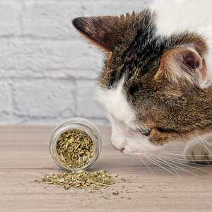 <strong>Catnip</strong> Wholesale Organic <strong>Catnip</strong> Natural Herb Plant Leaf Dried <strong>Catnip</strong>. Fresh and Potent Blend With Valerian and PaloSanto.