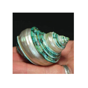 Authentic Green Turbo <strong>Shell</strong> Beautiful Hand-Polished <strong>Shell</strong> from the Tropics - Product Image 2