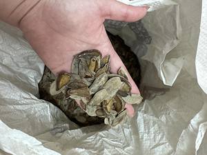 เปลือกหอยทาก Murex Operculum ขัดเงา/เปลือกหอย Murex Operculum ขนาดใหญ่สําหรับงานศิลปะเปลือกหอยจากเวียดนาม - Product Image 3